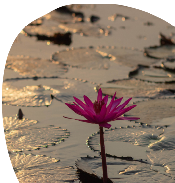 Fleur de Lotus sur l'eau