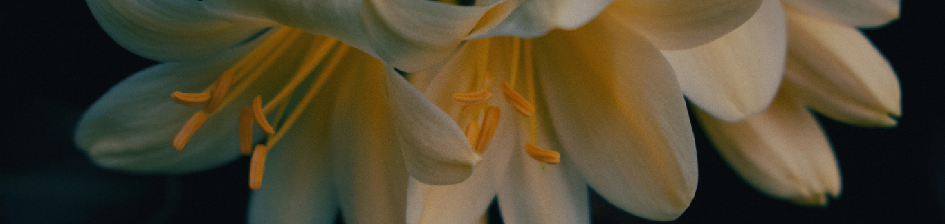 Image de fond
